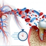 Biological aging mediates the association between periodontitis and cardiovascular disease